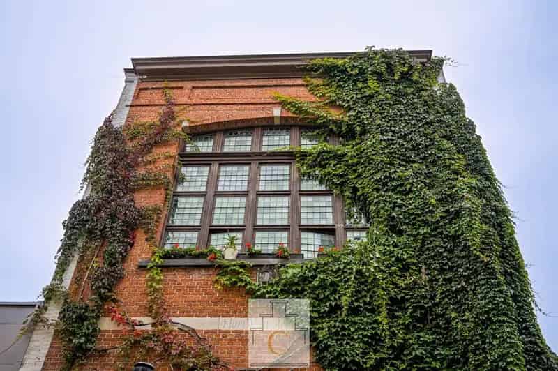 Handelspand te koop Brugge