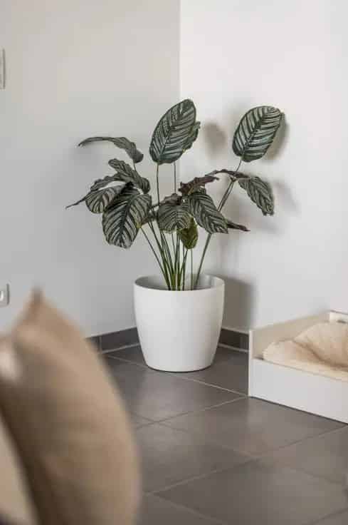 Appartement Te Koop Sint Niklaas Centrum