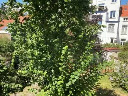 Kamer Te Huur , 10, Standaardstraat, Brussel, Brussel Hoofdstad