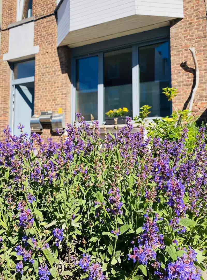 Appartement te huur Wilrijk: 1 slaapkamer, tuin, centrum