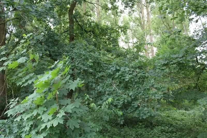 Tuingrond gelegen te Brasschaat