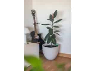 Duplex te koop - Sint-Niklaas RBT14190