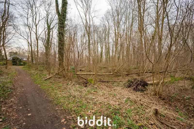 DROOMBOS OP IDYLLISCHE LOCATIE